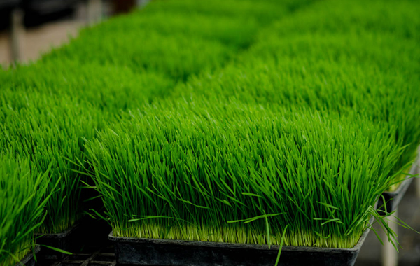Wheat Grass Products
